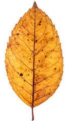 Fototapeta premium crispy dry autumn leaf, isolated on white background 