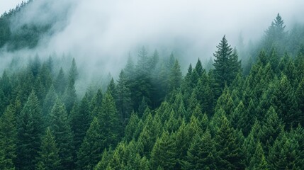 A dense evergreen forest shrouded in mist, creating a peaceful atmosphere.