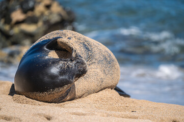 Endangered Hawaiian Monk Seal Resting on Sandy Beach Facing Camera &mdash; Rare Marine Mammal Covered in Sand in Natural Coastal Habitat