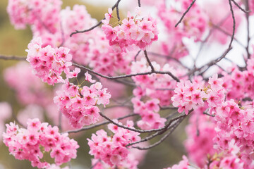Obraz premium Close up Pink sakura cherry blossom in full bloom. Spring atmosphere, Japan.