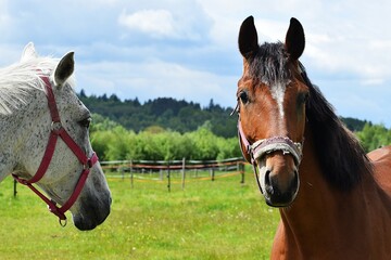 horse and horses grazing on a pasture © MARIA