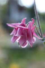 Aquilegia vulgaris, commonly known as the columbine, is a genus of flowering plants in the family Columbaceae.