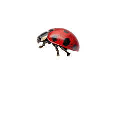 A detailed close-up of a ladybug in flight against a black background, showcasing its vibrant red shell and black spots