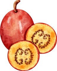 watercolor Tamarillo