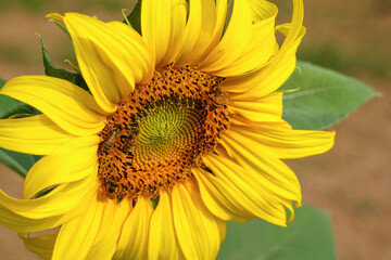 Sunflowers and bees are protocooperation. Which is the coexistence of two living things that benefit each other: bees get food, sunflowers get pollination.