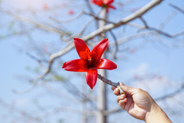 Hand holding a flowering branch of a red cotton tree. Blossoms at the ends of the branches. The single flowers are large and clustered in red and orange.