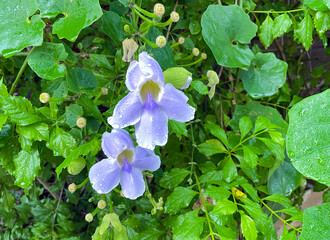 Thunbergia grandiflora is a vine with hanging clusters of dark or light blue flowers. It is popularly grown as an ornamental plant on archways.