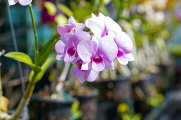 A bouquet of light purple orchids in a pot grown in a nursery. Soft and selective focus.