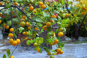 Fortunella japonixa is a shrub. The fruit is round like a common orange but is smaller, thin green skin, fragrant. When ripe, the fruit is yellow-orange. The flesh is very sour.