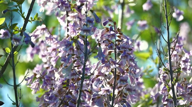 Jacaranda mimosifolia tree with beautiful purple flowers blooming in the sun, swaying in the wind