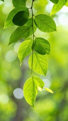 Soft Rustling of Leaves in a Gentle Breeze Evoking Natural Calmness