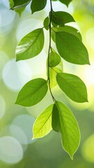 Fototapeta premium Gentle Breeze and Soft Rustling of Leaves in Nature's Embrace