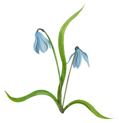 Watercolor illustration of a blue flower