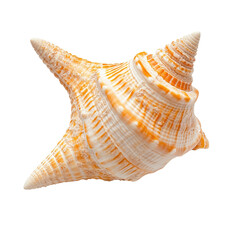 A detailed close-up of an orange and white seashell, exhibiting intricate spiral patterns and pointed extensions