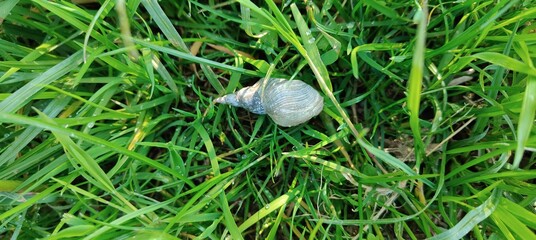a green snail on the grass © MARIA