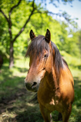 Naklejka premium Portrait of a brown horse in the nature, shallow depth of field