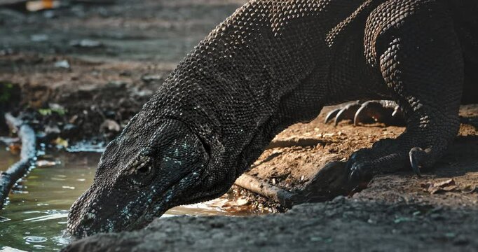 Large Komodo dragon drinking water from a small pond in its natural habitat, showcasing its scaly skin, powerful claws, and prehistoric appearance