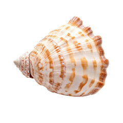 Obraz premium A seashell with tan and white spiral patterns, showcasing intricate texture and ocean-worn edges
