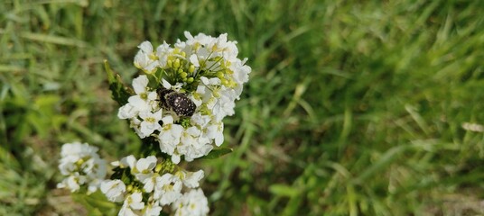 beautiful flowers in the garden