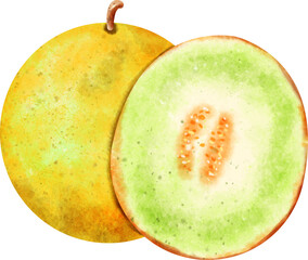 watercolor Cantaloupe