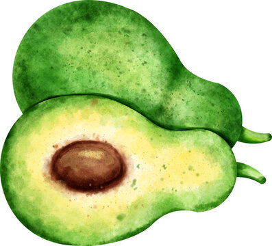 watercolor avocado, green fruit, cut open clip art preview