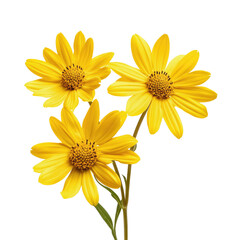 Fototapeta premium Vibrant yellow flowers, close-up view of three blossoms with detailed petals and stems against a black background