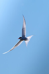A polar tern floating on the background of a blue, cloudless sky