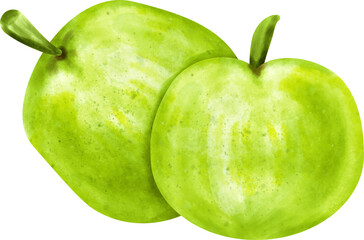 watercolor Green apple