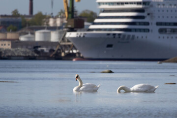 Snow-white Mute Swan (Cygnus olor) swims in the sea.