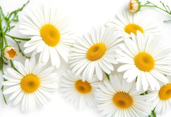Fototapeta premium Several white daisies, petals and yellow centers, isolated on pure white backdrop, close-up, texture