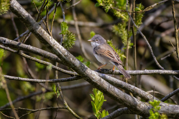 Obraz premium Common Whitethroat, Sylvia communis