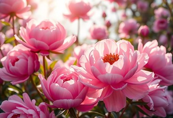 Fototapeta premium Soft pink peony blossoms, morning light, floral wallpaper texture, floral, stock photo