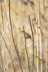Reed warbler (Acrocephalus scirpaceus) amongst reeds during spring