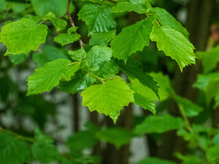 Fresh Green Leaves After Rain