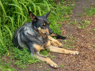 Relaxed Dog Lying by Green Grass