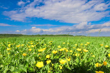 A vibrant field of yellow buttercups stretches towards a green forest under a blue sky with white clouds. This natural canvas conveys a sense of tranquility and the beauty of a spring day. © Олег Струс