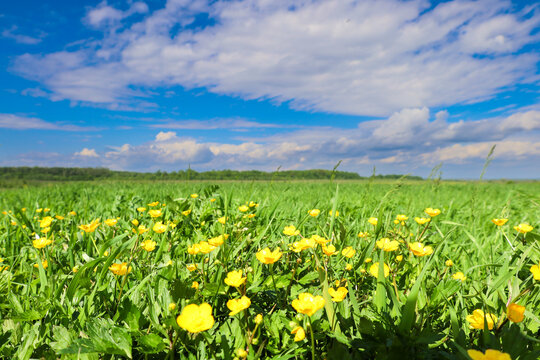 A vibrant field of yellow buttercups stretches towards a green forest under a blue sky with white clouds. This natural canvas conveys a sense of tranquility and the beauty of a spring day.