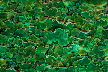 A textured surface covered with small green lichens, creating a unique natural pattern. This macro shot reveals the complexity of the microcosm, highlighting vibrant hues and organic shapes.