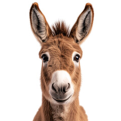 Fototapeta premium portrait of a brown donkey isolated on a transparent background 