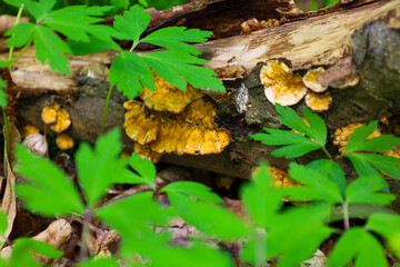 A macro shot showcases vibrant yellow mushrooms growing on a fallen tree trunk. Green leaves in the foreground add freshness and highlight the vitality of the forest ecosystem.