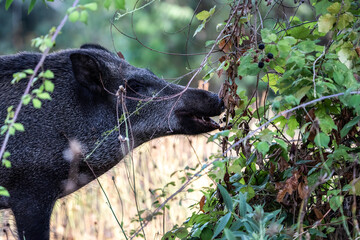 Wild boar feeding on wild blackberries in a forest.The close-up captures the animal’s natural behavior in its habitat, showcasing its foraging habits. Wildlife and natural behavior concept.