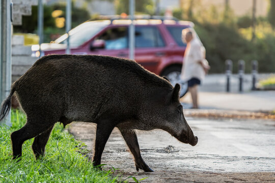 Female wild boar walking through an urban area near people and cars. The animal moves along the sidewalk highlighting issues of human-wildlife coexistence. Urban intrusion and safety concept.