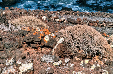 Eingescanntes historisches Farbfoto von zwei Büscheln Balsam-Wolfsmilch, der typischen Pflanze an...