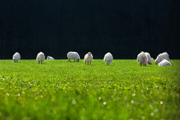 Grazing in the Light: A Flock of Sheep Beneath a Dark Forest Edge