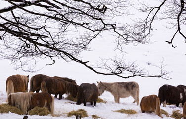Horses Grazing on Snow-Covered Field Under Winter Trees