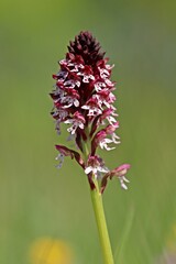Brand-Knabenkraut (Neotinea ustulata)