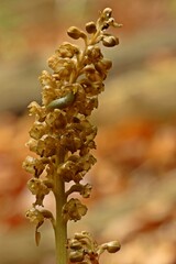 Vogel-Nestwurz (Neottia nidus-avis) mit Nacktschnecke