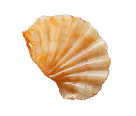 Close-up of a delicate, fan-shaped, pale orange-brown shell with intricate, ribbed texture, isolated on a black background.  The shell exhibits a smooth, polished surface and subtle variations in tone
