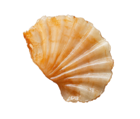 Close-up of a delicate, fan-shaped, pale orange-brown shell with intricate, ribbed texture, isolated on a black background.  The shell exhibits a smooth, polished surface and subtle variations in tone