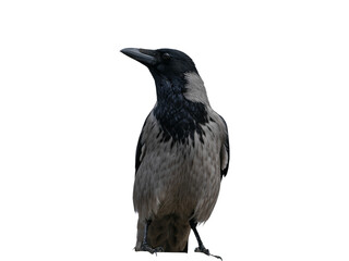 Hooded Crow Bird png